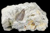 Jurassic Crocodile (Goniopholis?) Tooth - Colorado #152049-1